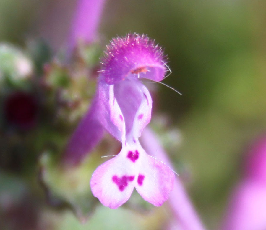 Lamium amplexicaule L.